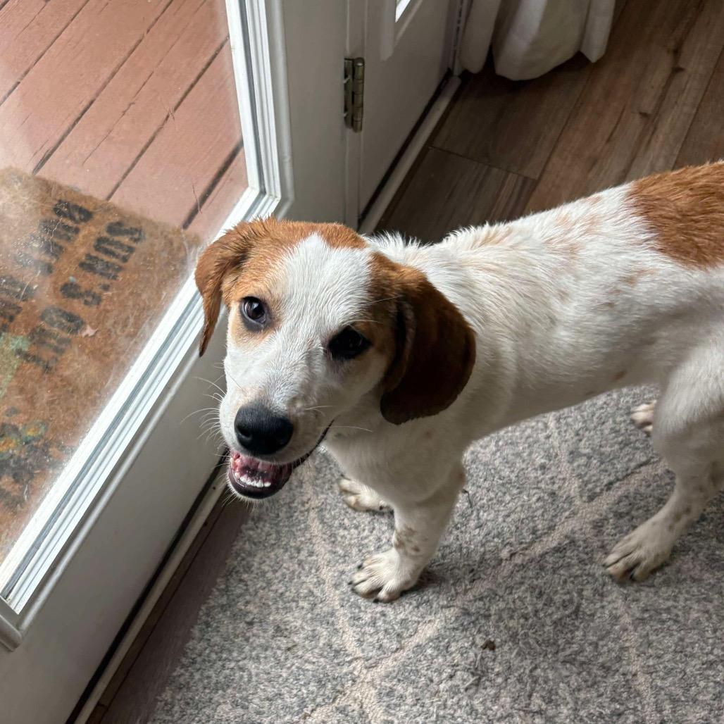 Rubby, Adoptable, Young Female Hound.