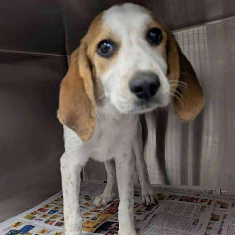 Enlarge Rubby, a Adoptable mixed breed in Phoenix, MD image 2/4