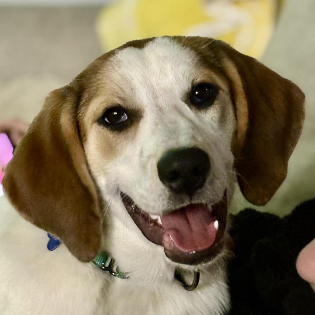 Enlarge Rubby, a Adoptable mixed breed in Phoenix, MD image 3/4