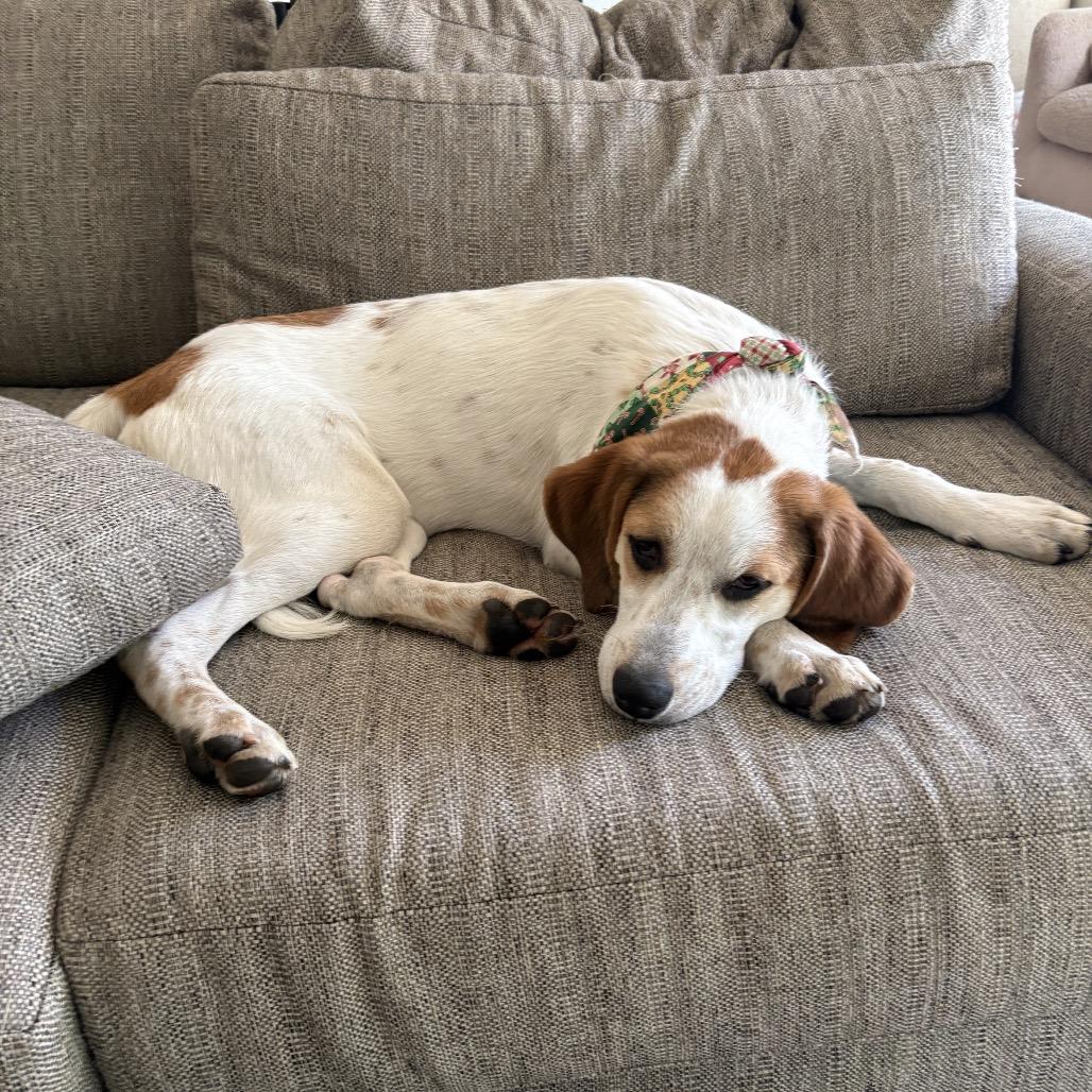 Enlarge Rubby, a Adoptable mixed breed in Phoenix, MD image 4/4