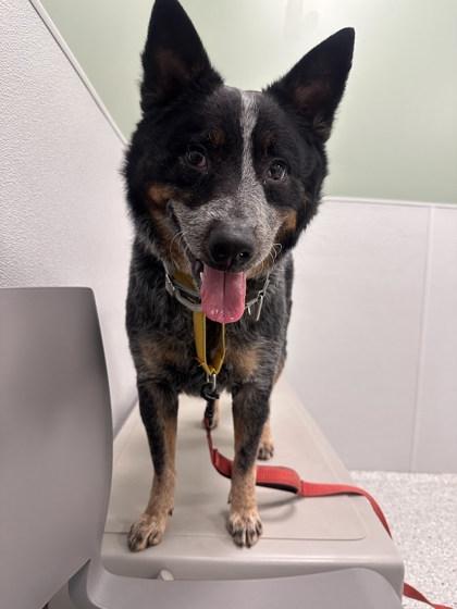 Lorado, Adoptable, Adult Male Cattle Dog & Mixed Breed.