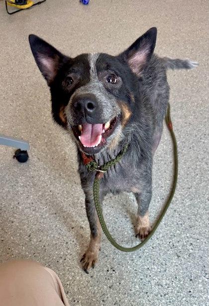 Enlarge Lorado, a Adoptable mixed breed in Twinsburg, OH image 2/3