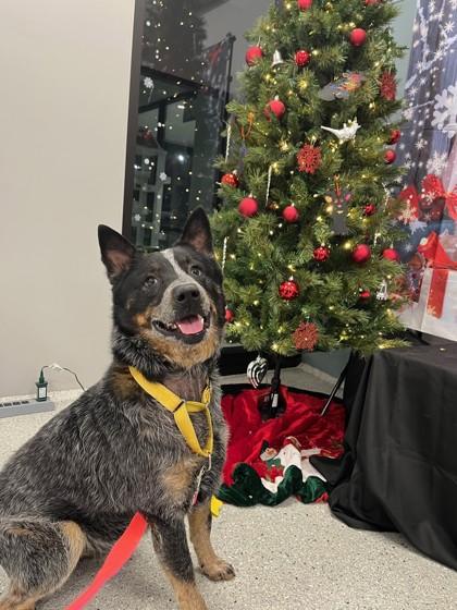 Enlarge Lorado, a Adoptable mixed breed in Twinsburg, OH image 3/3