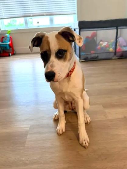 Enlarge Mela, a ADOPTABLE Mixed Breed in Windsor, MO image 3/6