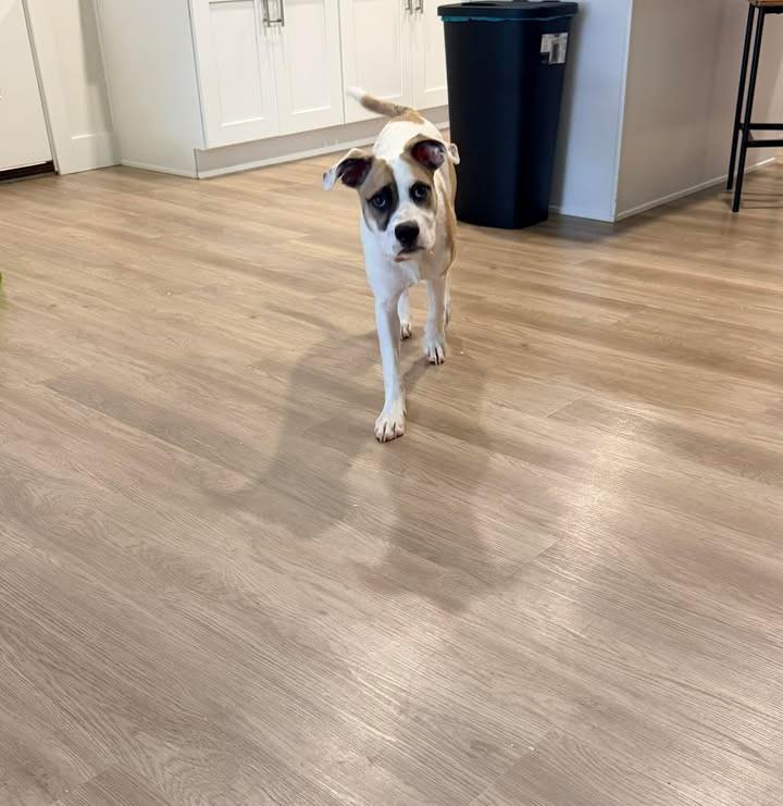 Enlarge Mela, a ADOPTABLE Mixed Breed in Windsor, MO image 4/6