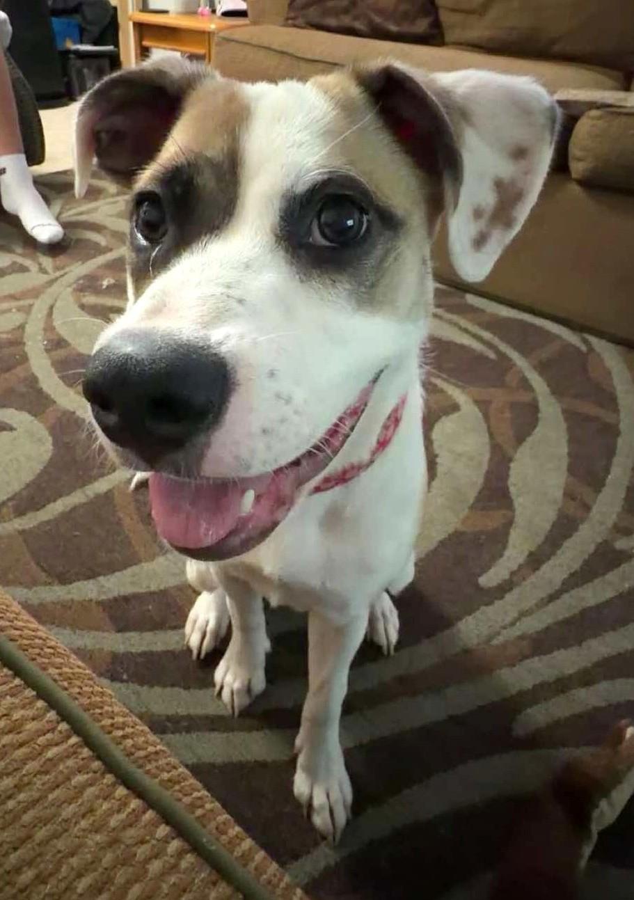 Mela, ADOPTABLE, Young Female Mixed Breed.