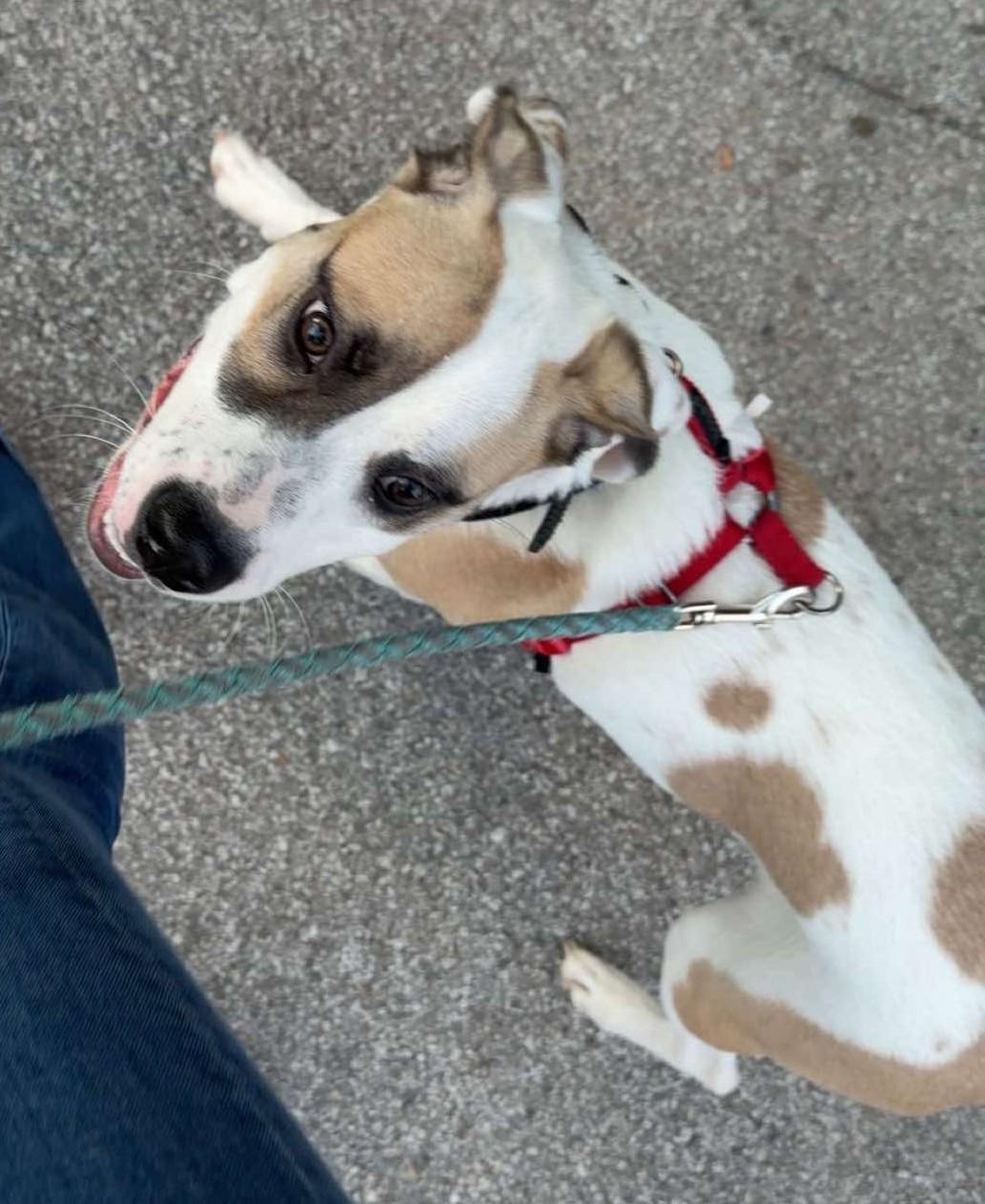 Enlarge Mela, a ADOPTABLE Mixed Breed in Windsor, MO image 5/6