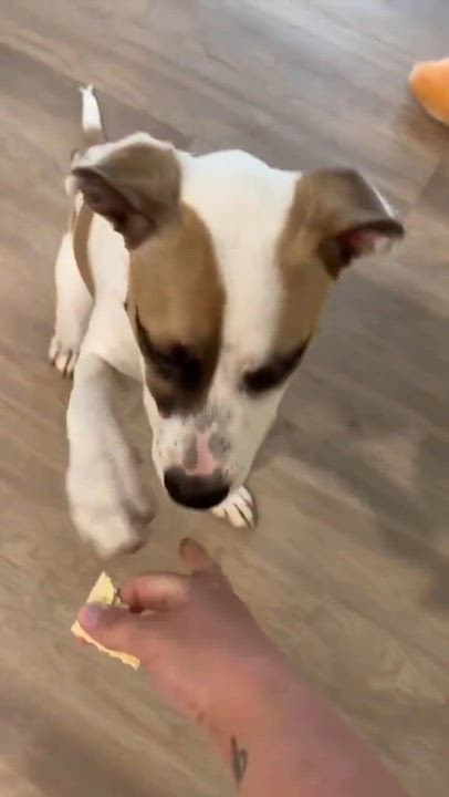 Enlarge Mela, a ADOPTABLE Mixed Breed in Windsor, MO video 2/6