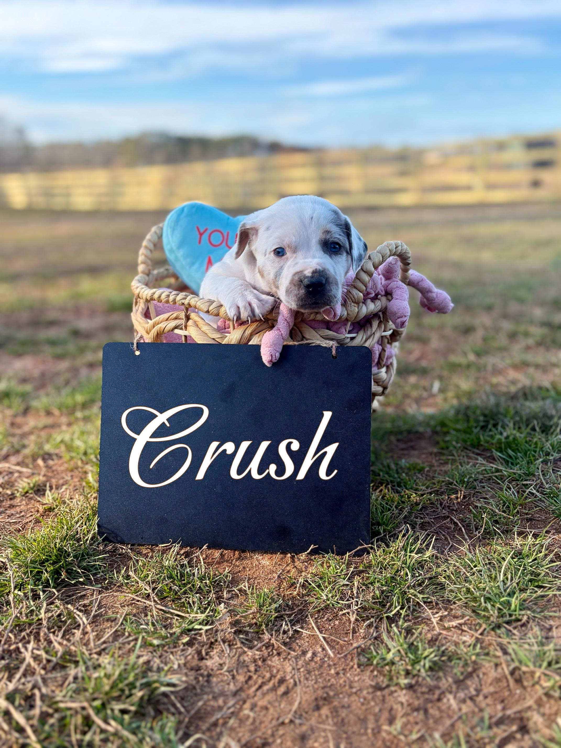 Crush Heart — thumbnail 2