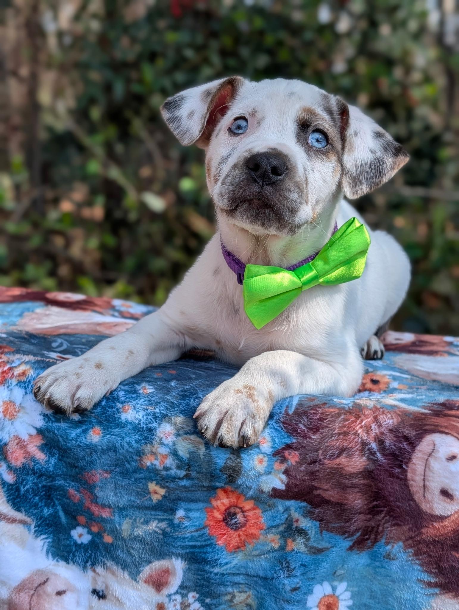 Crush Heart — thumbnail 3