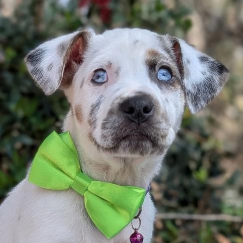 Crush Heart — thumbnail 4