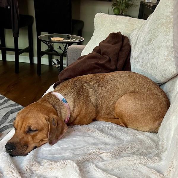Icey, Adoptable, Young Female Mixed Breed.