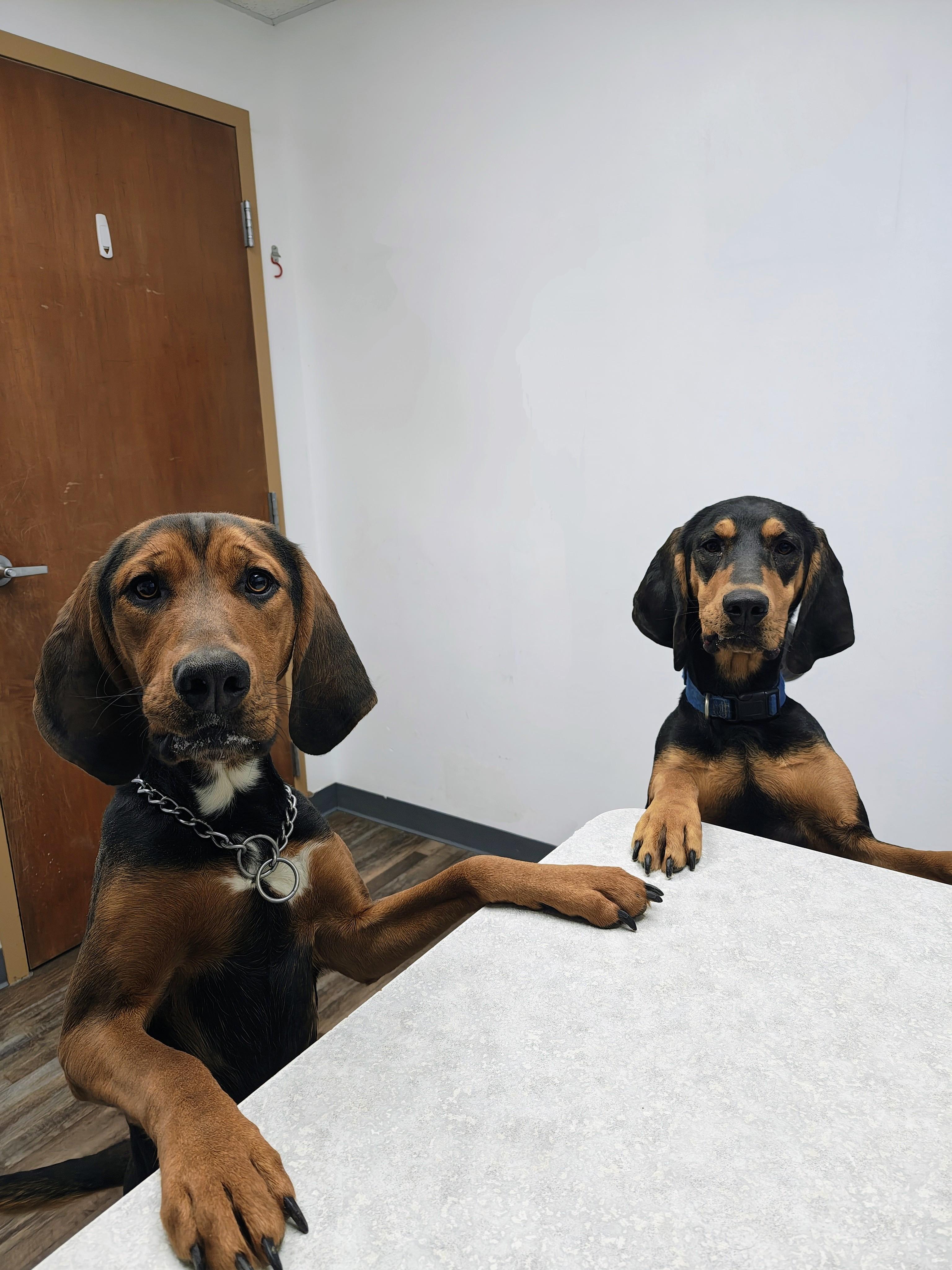 Lola, Adoptable, Adult Female Hound.