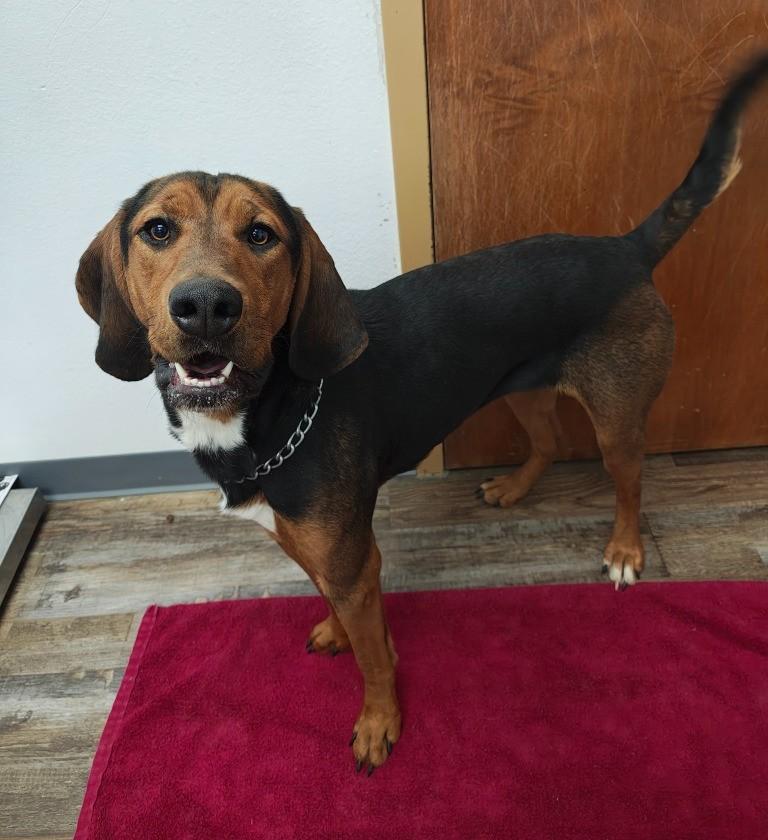 Lola, a Adoptable Hound in Oconto, WI image 2/2