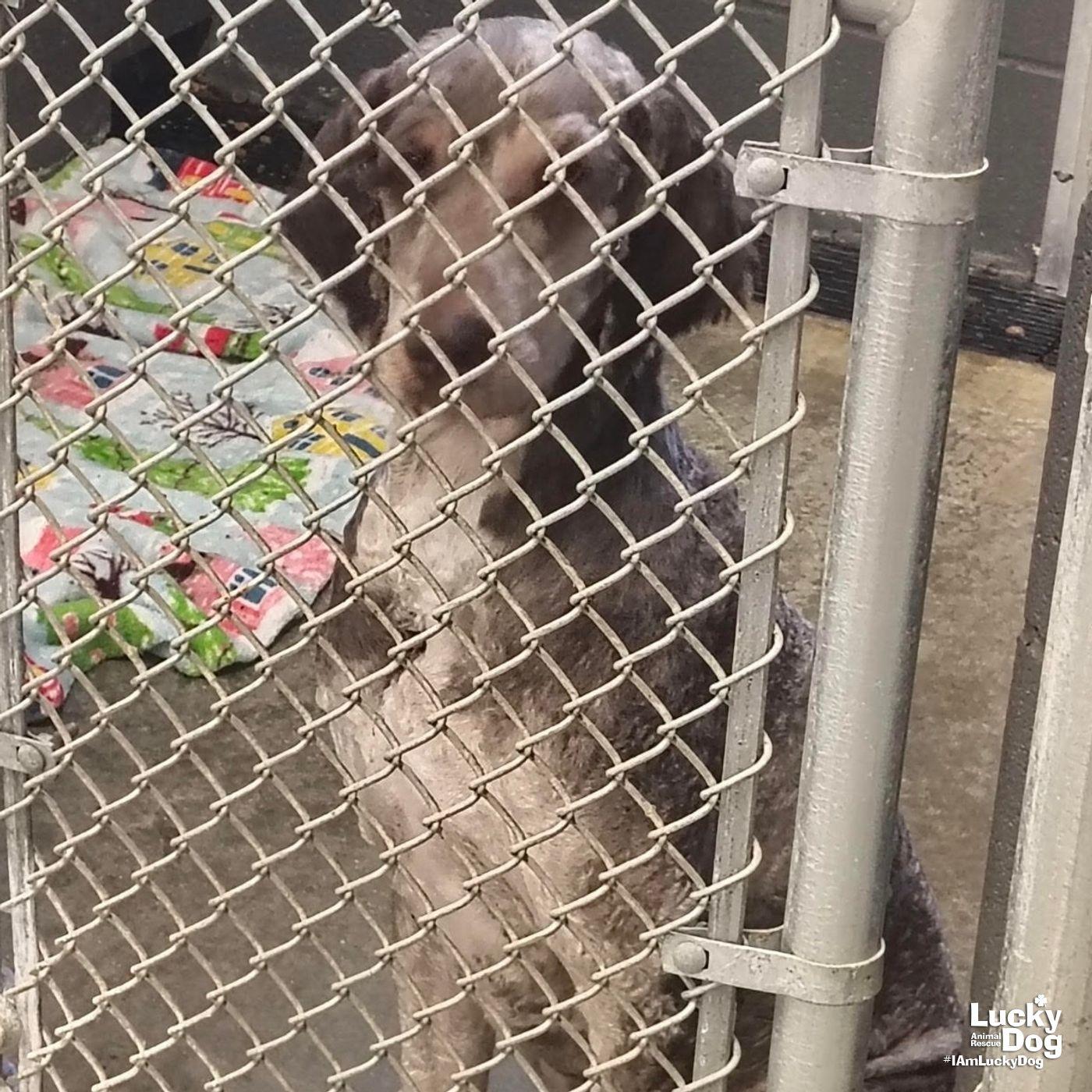 Enlarge Finn, a Adoptable Standard Poodle in Washington, DC image 1/3