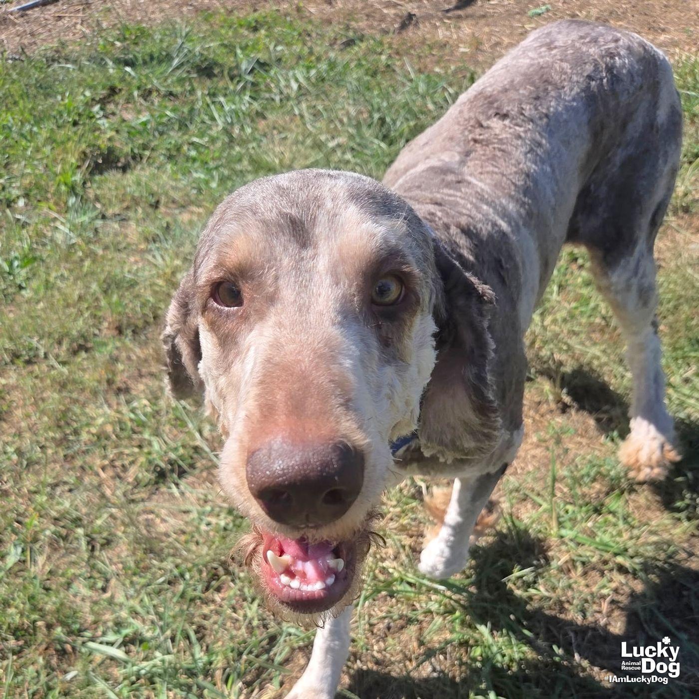 Enlarge Finn, a Adoptable Standard Poodle in Washington, DC image 2/3