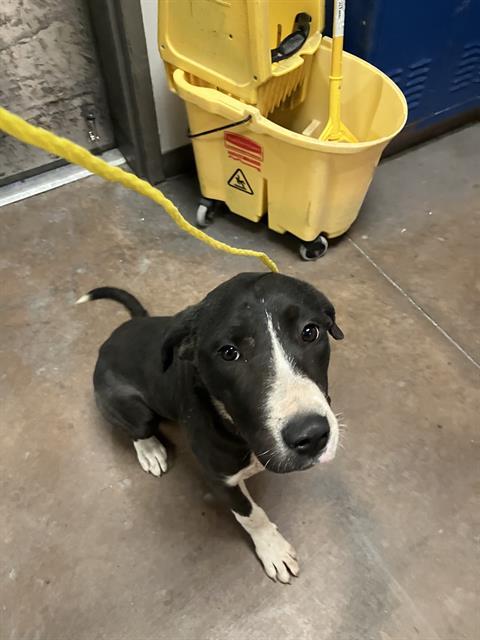 CRYSTAL — thumbnail 2