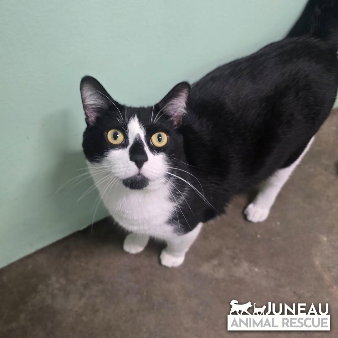 Oreo, a Adoptable mixed breed in Haines, AK image 1/2