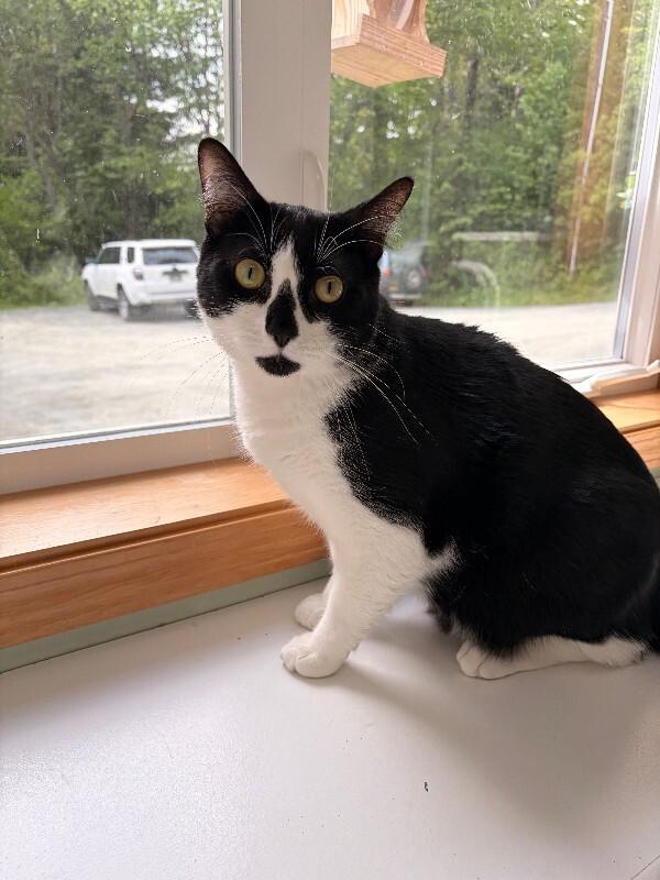 Oreo, a Adoptable mixed breed in Haines, AK image 2/2