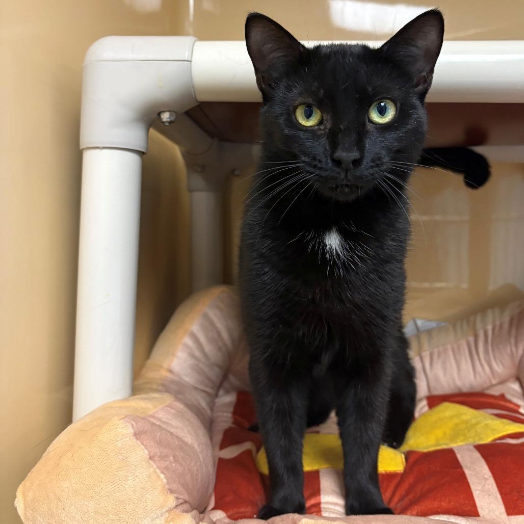 Thelma, Adoptable, Adult Female Domestic Short Hair.