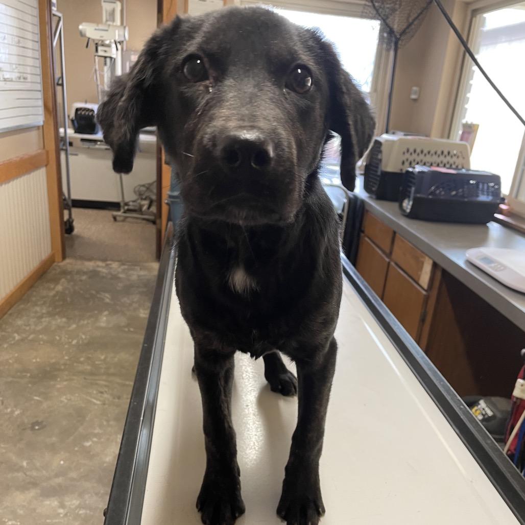 Jovie, Adoptable, Puppy Female Mixed Breed.