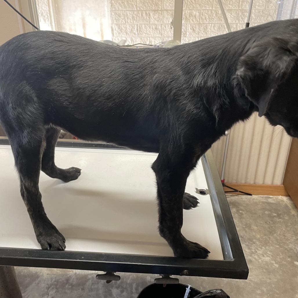 Jovie, a Adoptable Mixed Breed in Stilwell, OK image 2/2