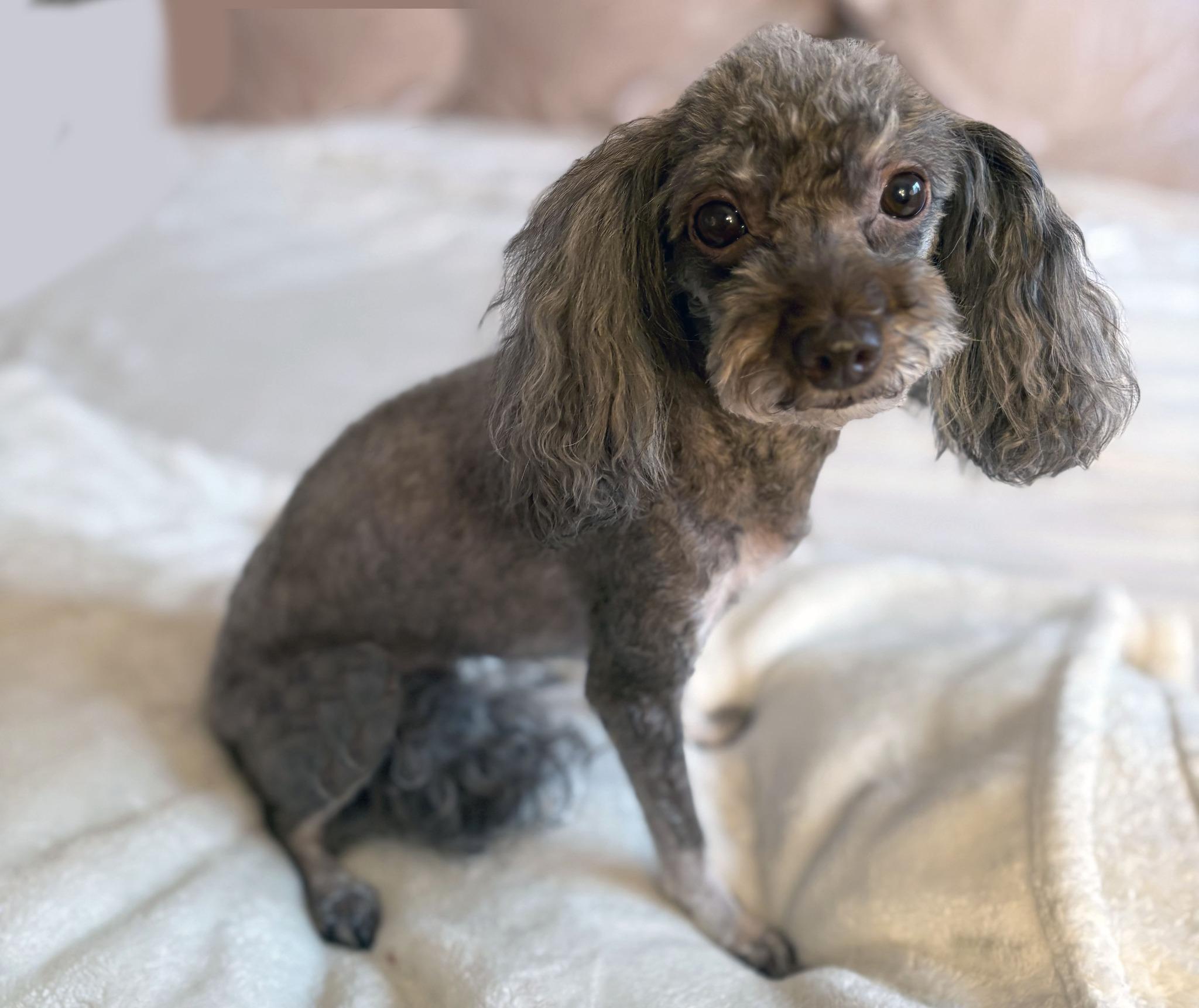 Enlarge CHARLIE GIRL, an adopted Miniature Poodle in Montreal, QC image 4/4
