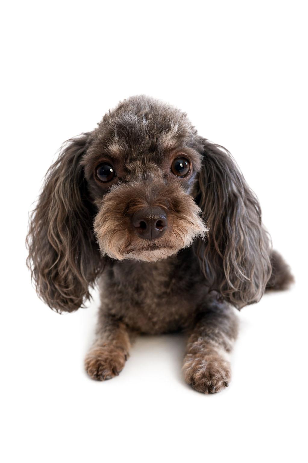 Enlarge CHARLIE GIRL, an adopted Miniature Poodle in Montreal, QC image 3/4