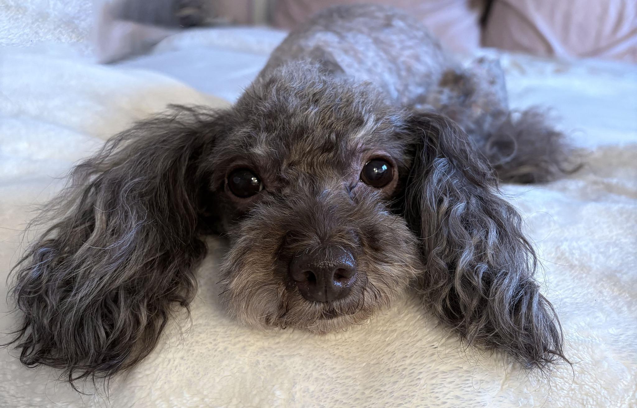 Enlarge CHARLIE GIRL, an adopted Miniature Poodle in Montreal, QC image 1/4