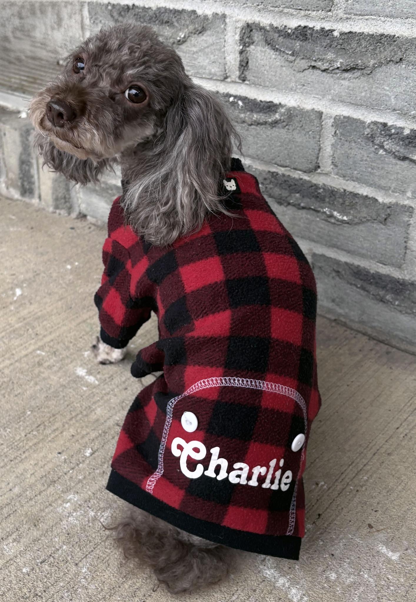 Enlarge CHARLIE GIRL, an adopted Miniature Poodle in Montreal, QC image 2/4