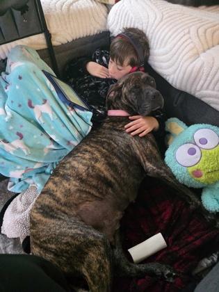 2533b Hera - Adoption Ambassador, Adoptable, Adult Female Cane Corso & Mixed Breed.