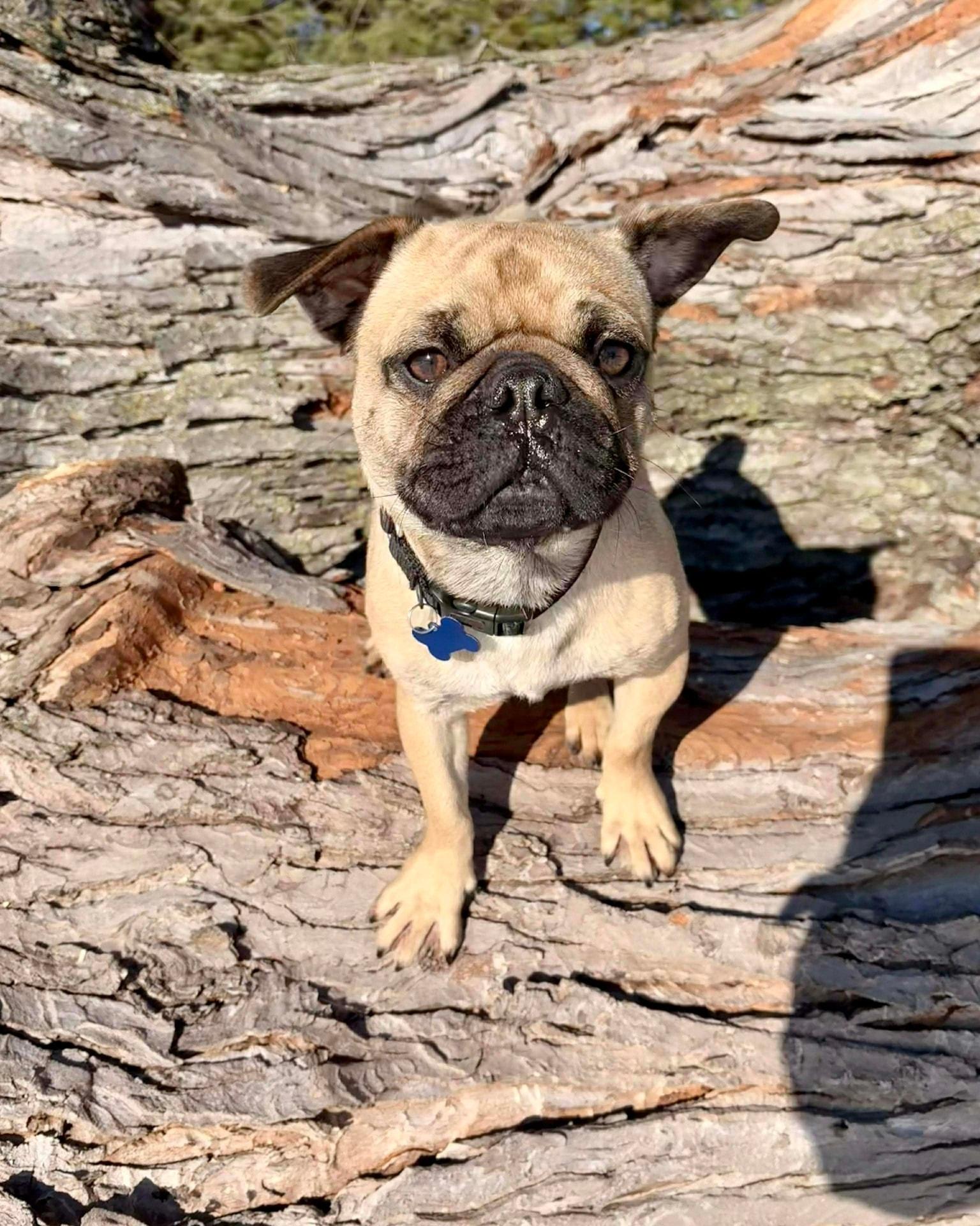 Enlarge Adam, a ADOPTABLE mixed breed in De Pere, WI image 3/3