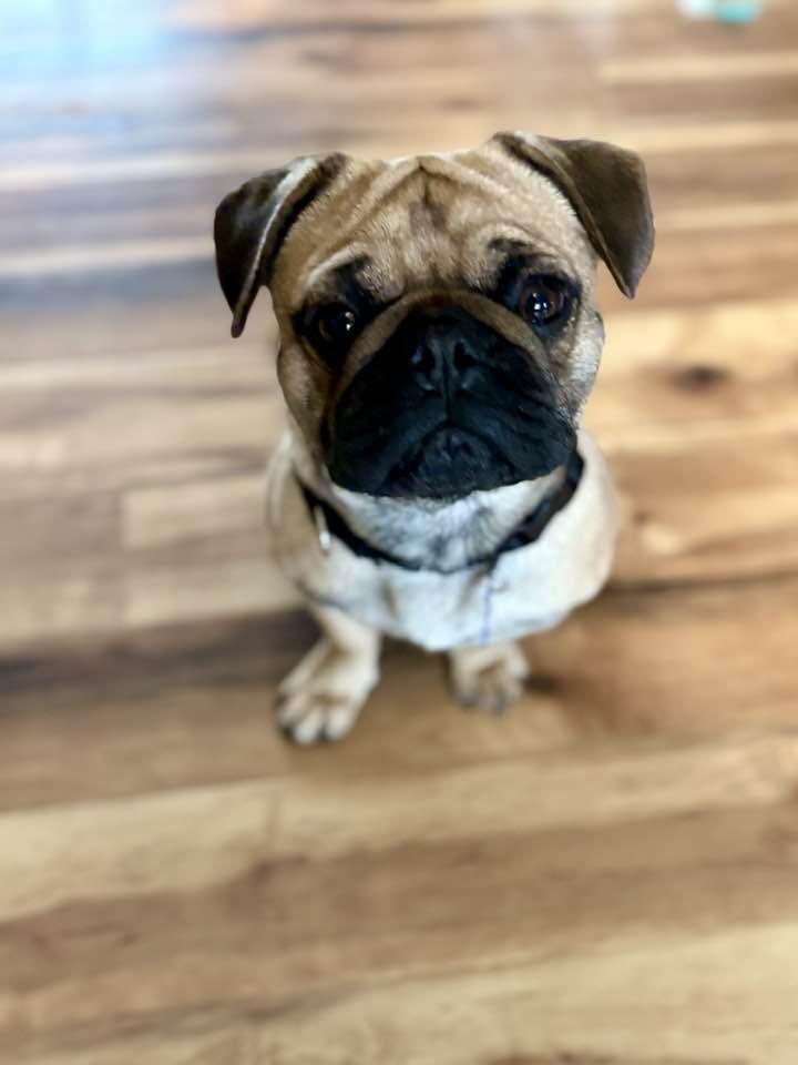 Enlarge Adam, a ADOPTABLE mixed breed in De Pere, WI image 2/3