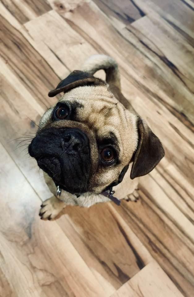 Adam, ADOPTABLE, Young Male Pug.
