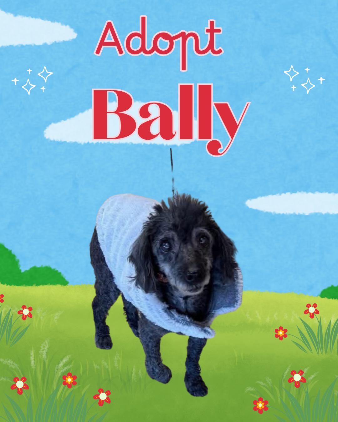 Bally thumbnail 3