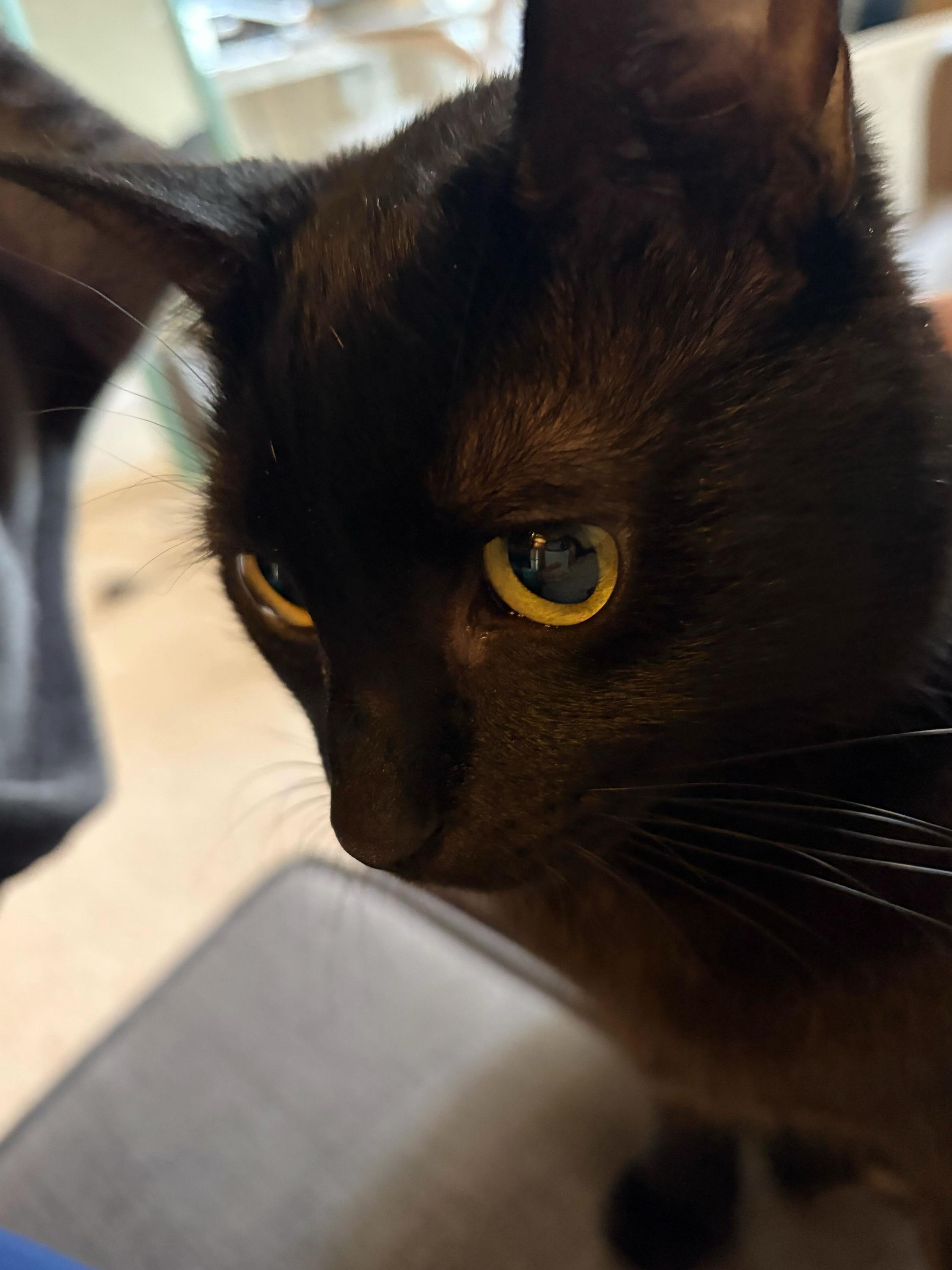 Enlarge Mist, an adoptable Domestic Short Hair in Seattle, WA image 3/6