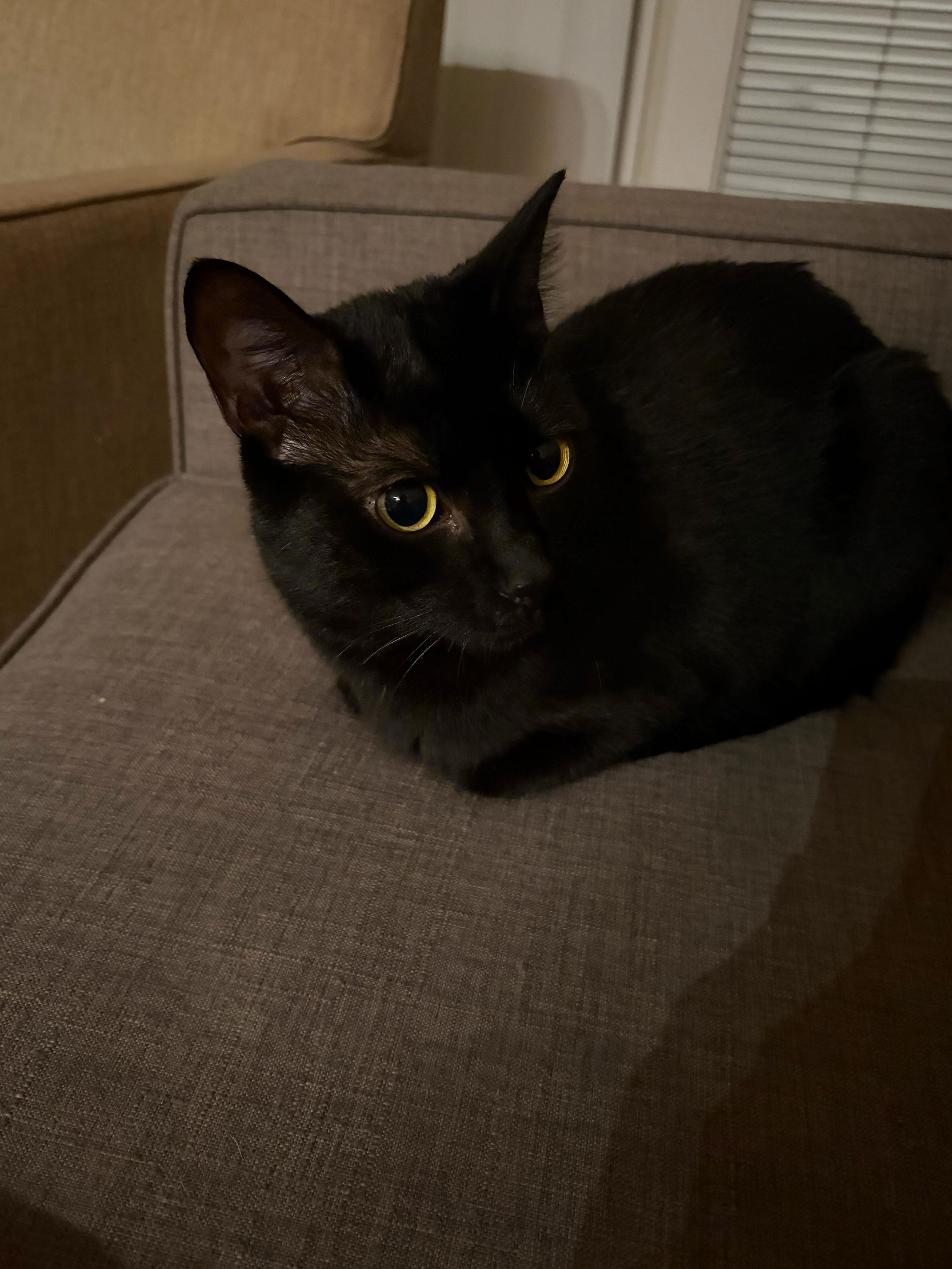 Enlarge Mist, an adoptable Domestic Short Hair in Seattle, WA image 1/6