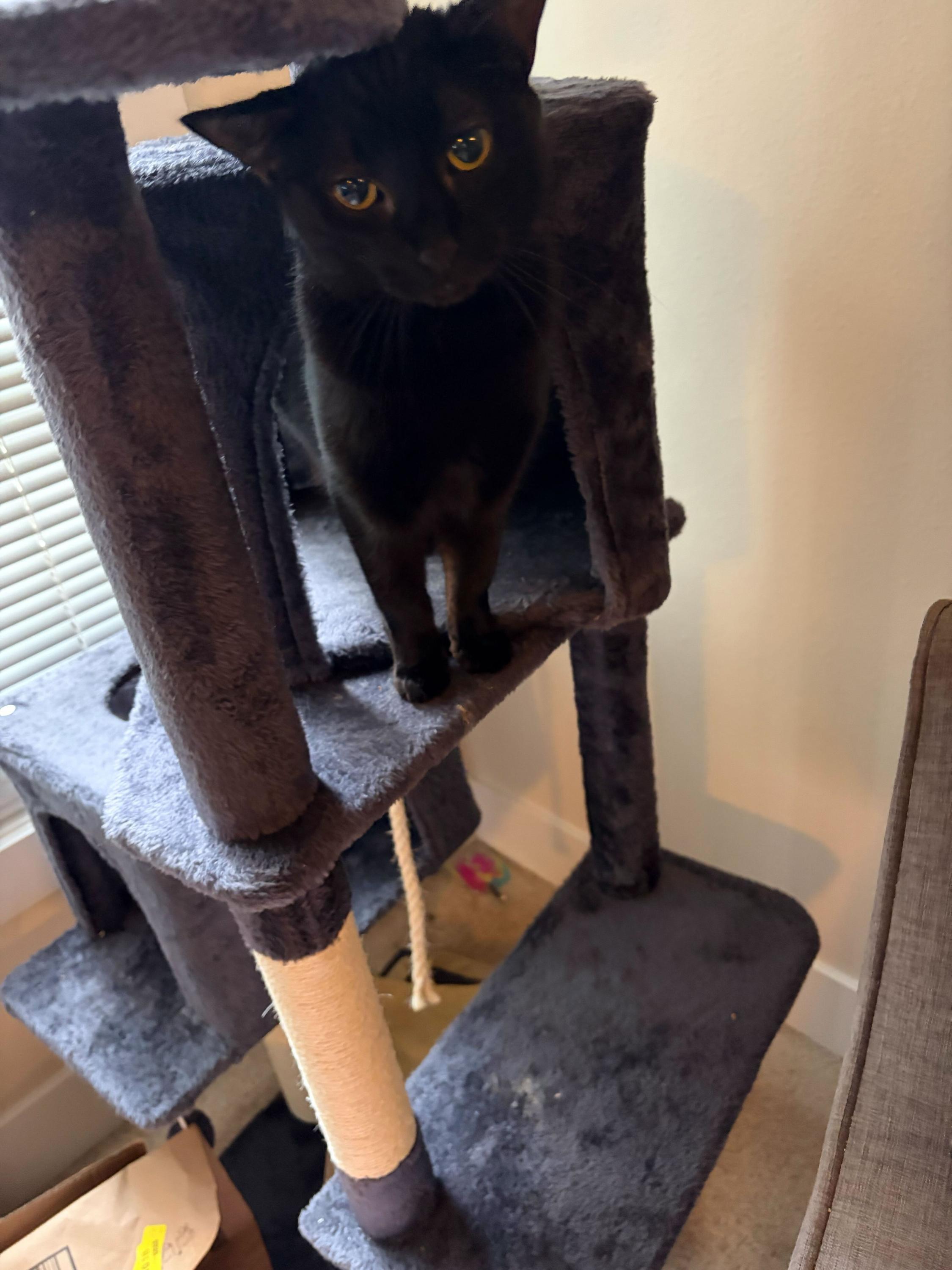 Enlarge Mist, an adoptable Domestic Short Hair in Seattle, WA image 6/6