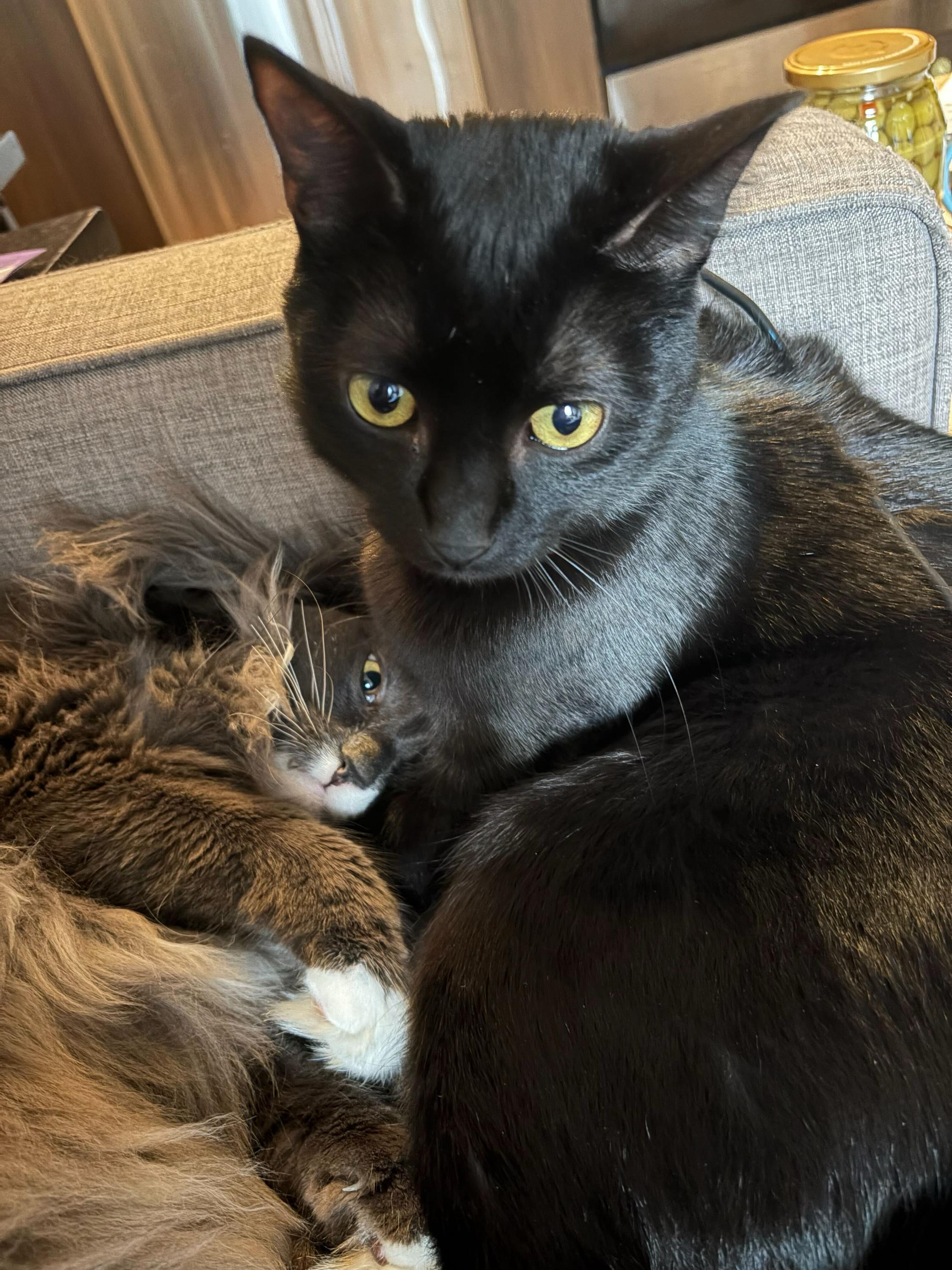 Enlarge Mist, an adoptable Domestic Short Hair in Seattle, WA image 2/6