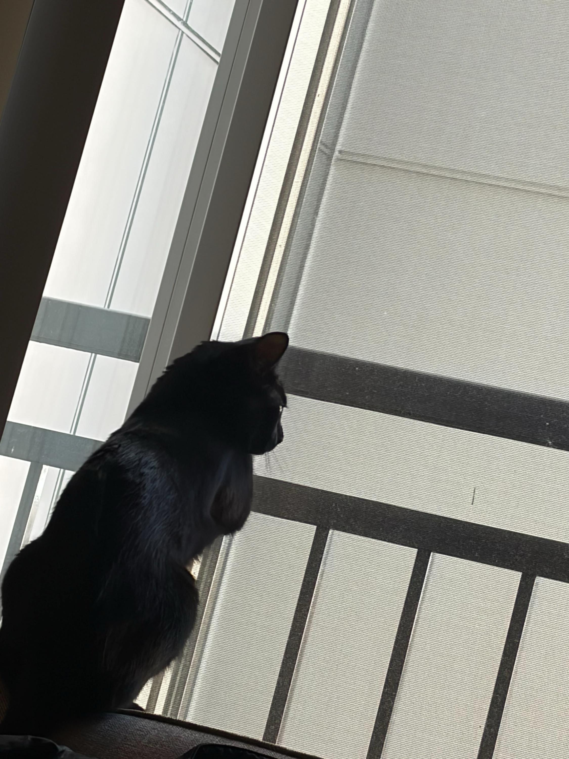 Enlarge Mist, an adoptable Domestic Short Hair in Seattle, WA image 4/6