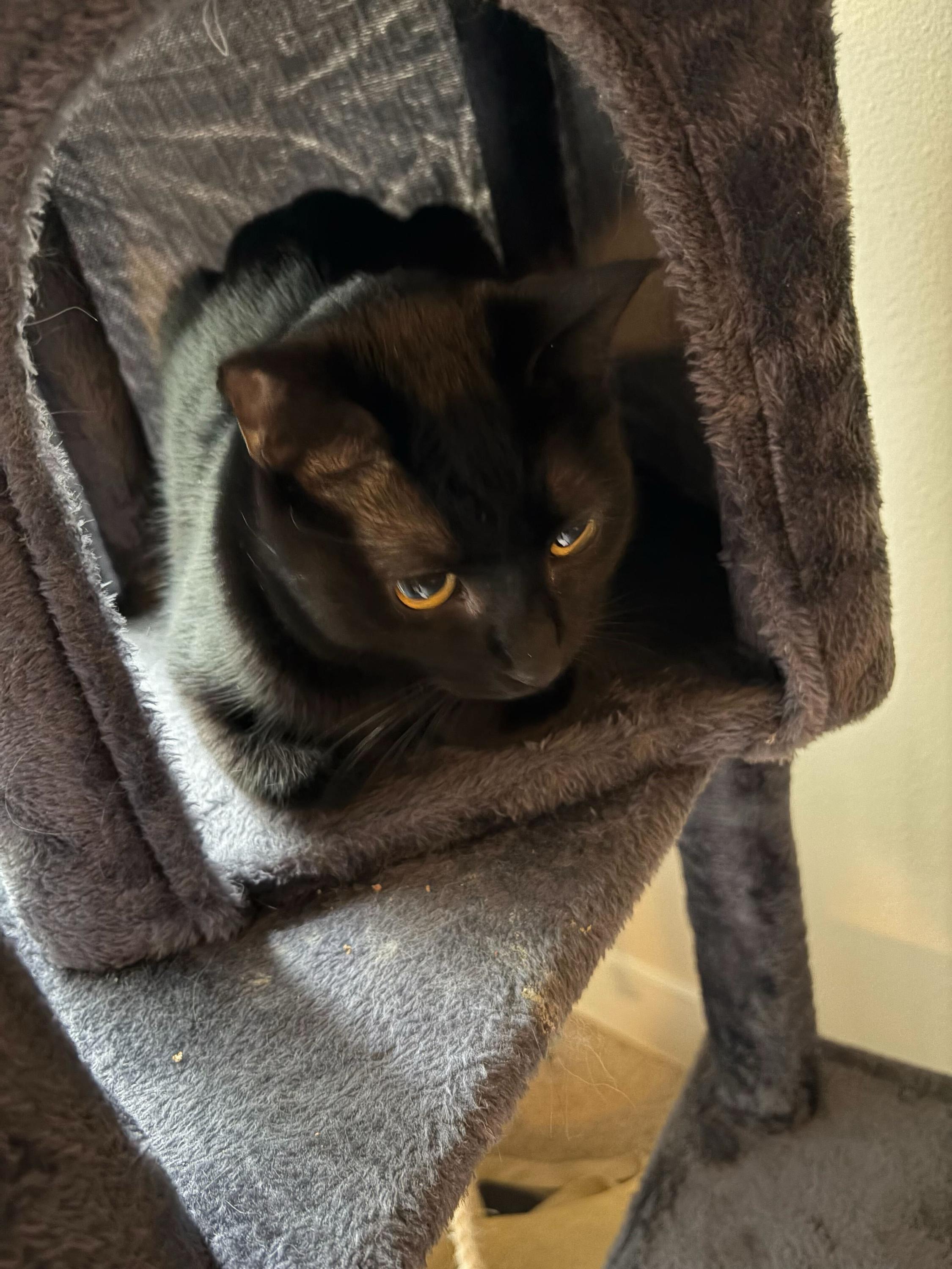 Enlarge Mist, an adoptable Domestic Short Hair in Seattle, WA image 5/6