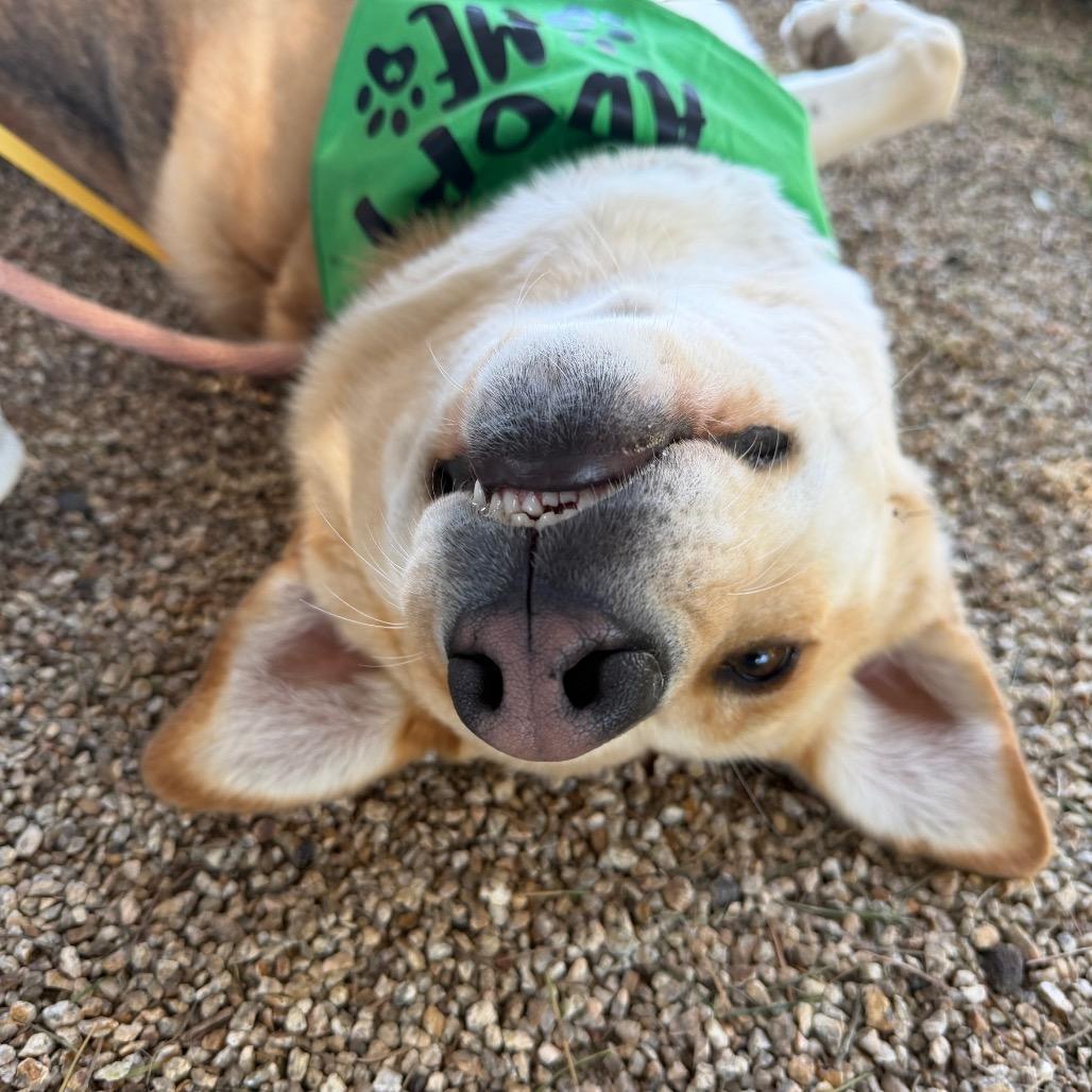 Donald, Adoptable, Adult Male German Shepherd Dog.