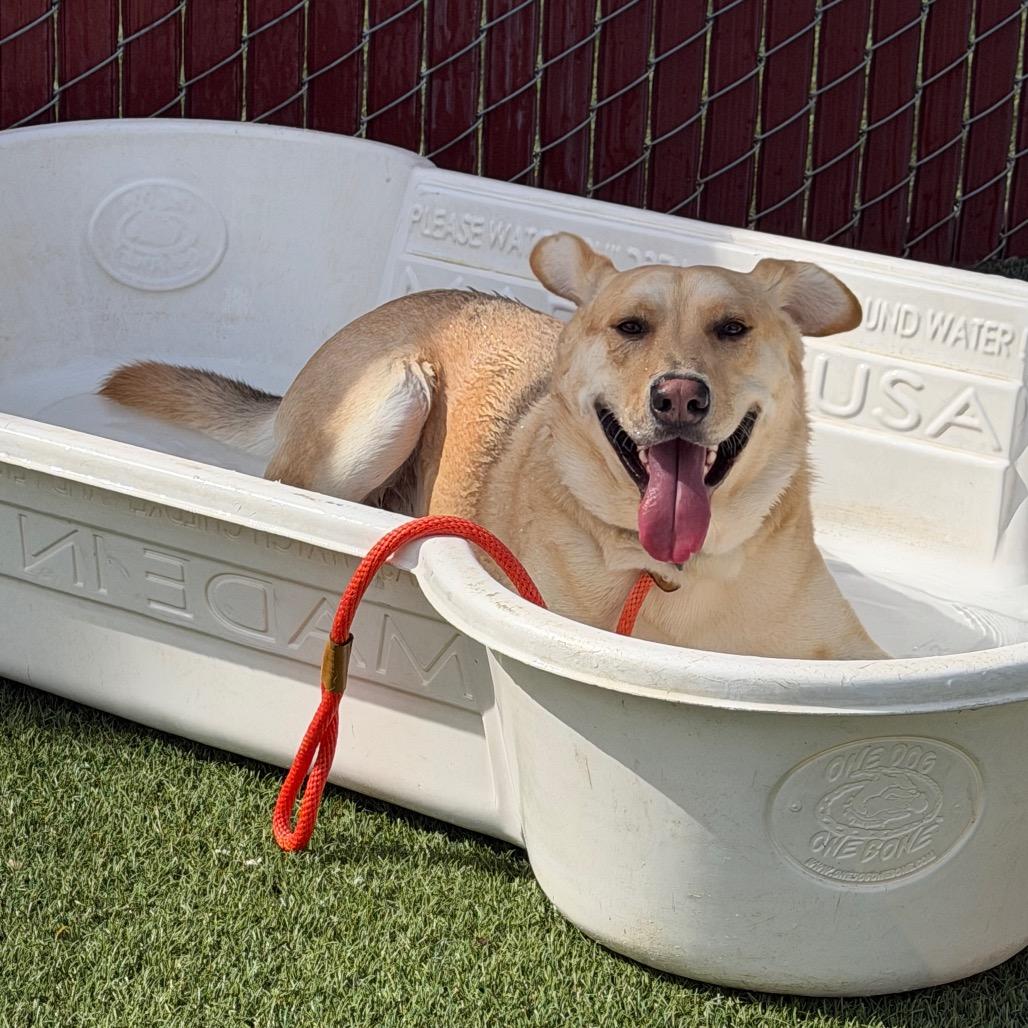 Enlarge Donald, a Adoptable German Shepherd Dog in Buellton, CA image 3/6