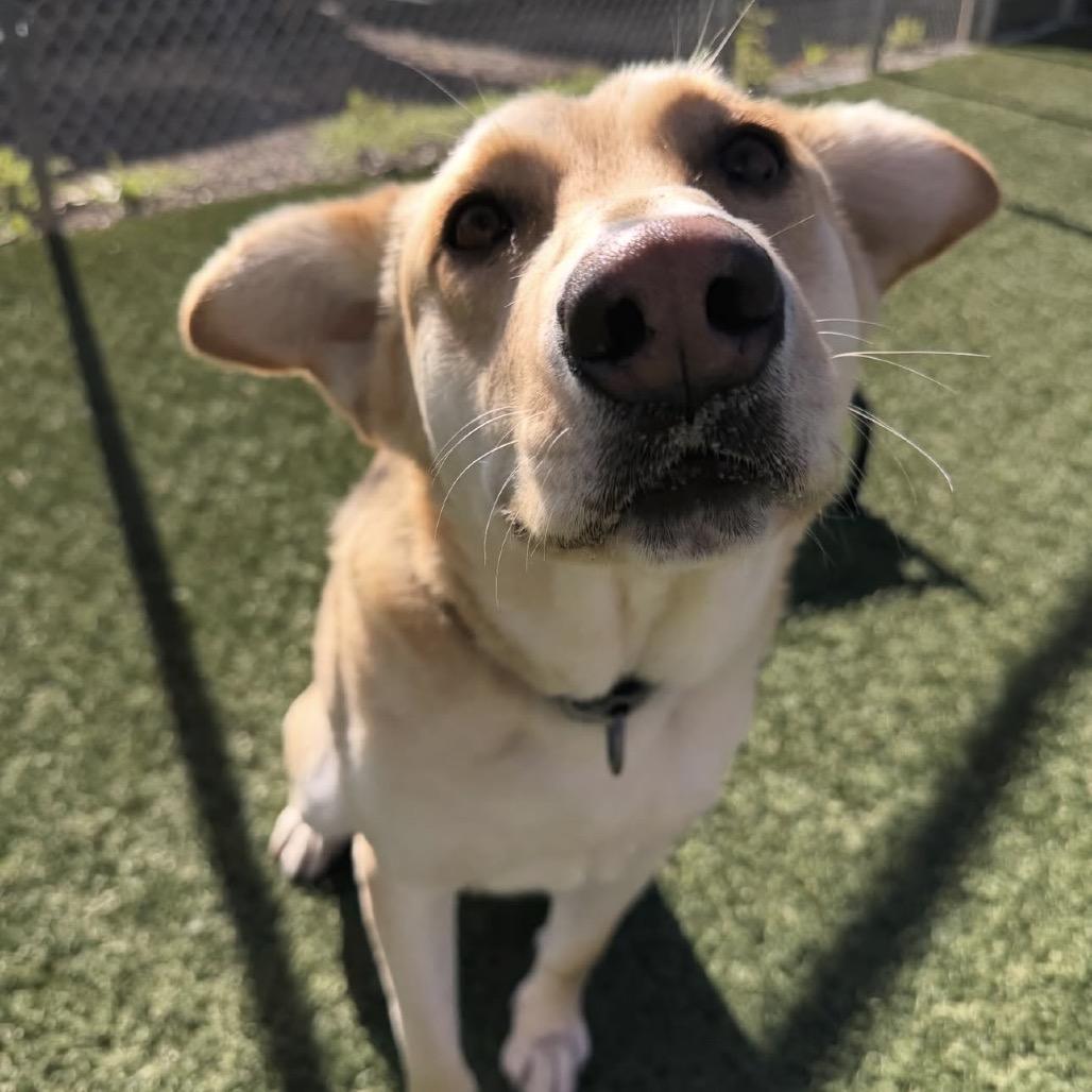 Enlarge Donald, a Adoptable German Shepherd Dog in Buellton, CA image 4/6