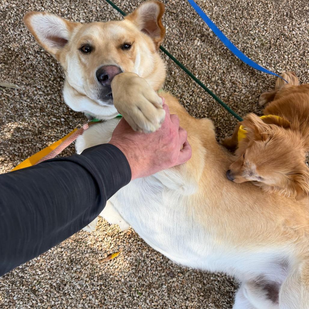 Enlarge Donald, a Adoptable German Shepherd Dog in Buellton, CA image 5/6