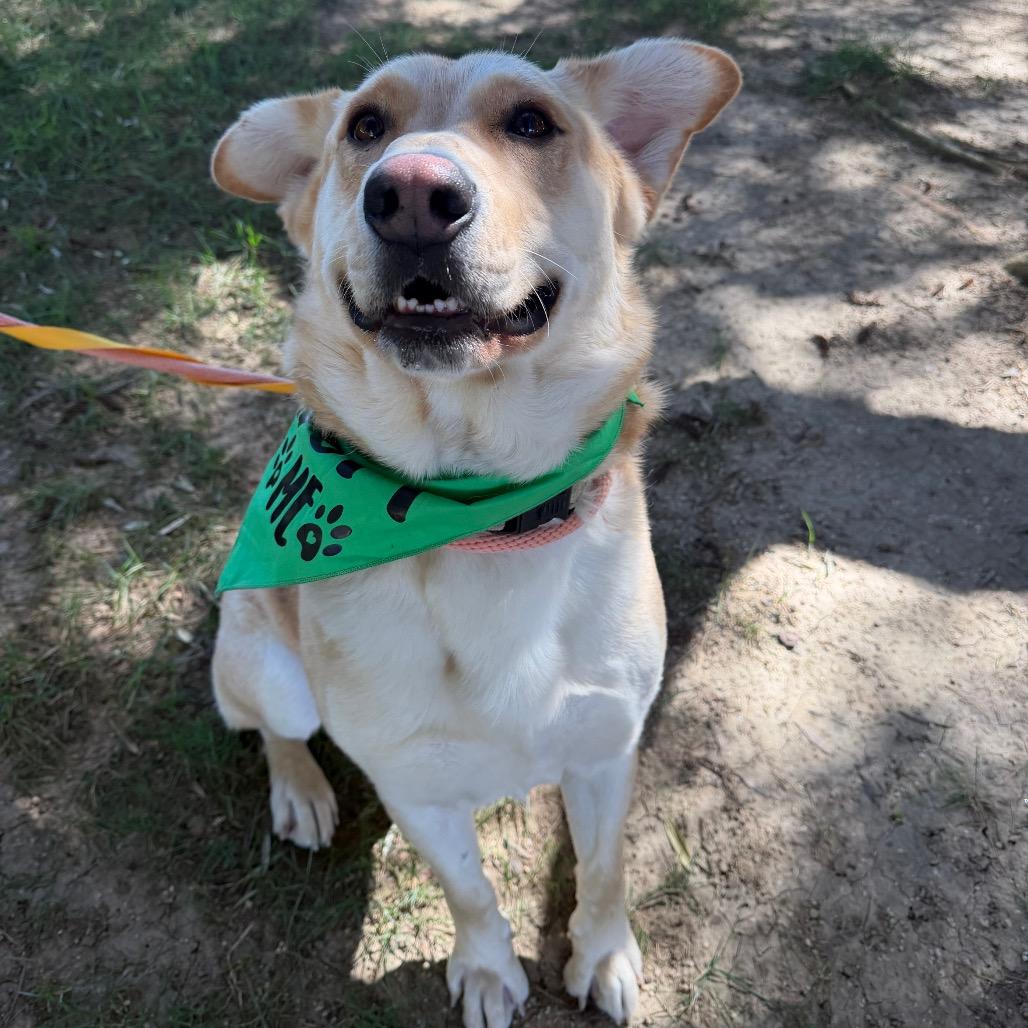 Enlarge Donald, a Adoptable German Shepherd Dog in Buellton, CA image 6/6