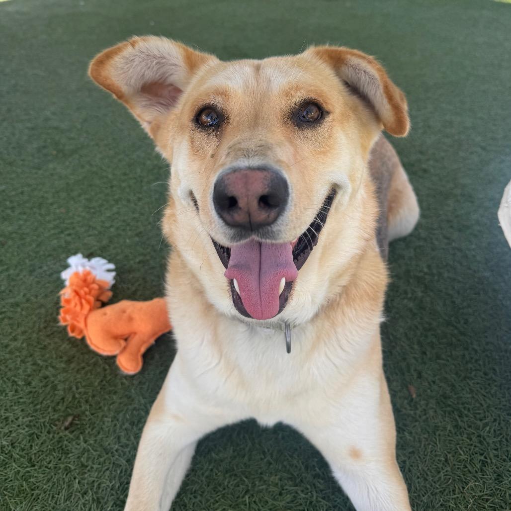 Enlarge Donald, a Adoptable mixed breed in Buellton, CA image 6/6
