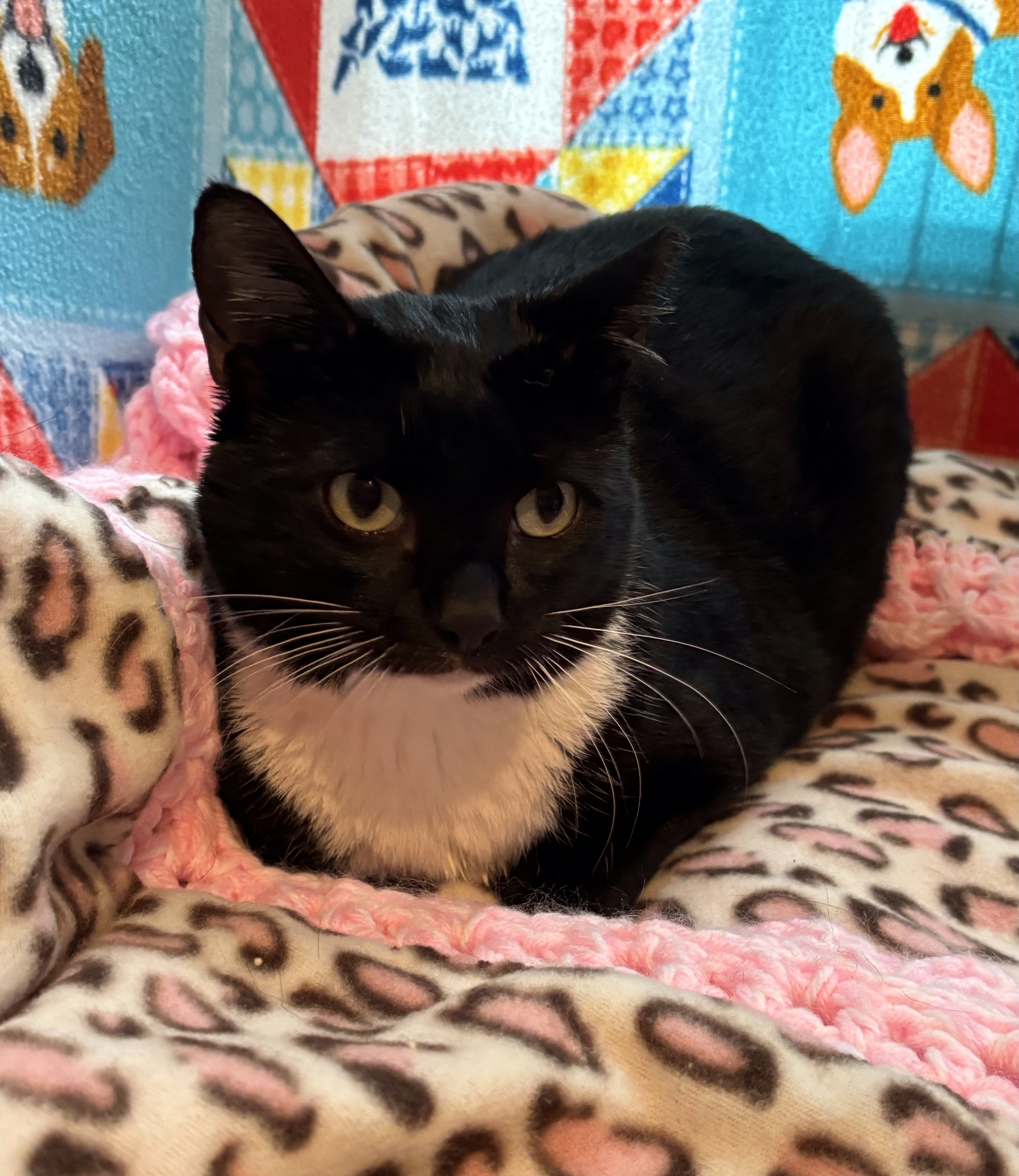 Lulu