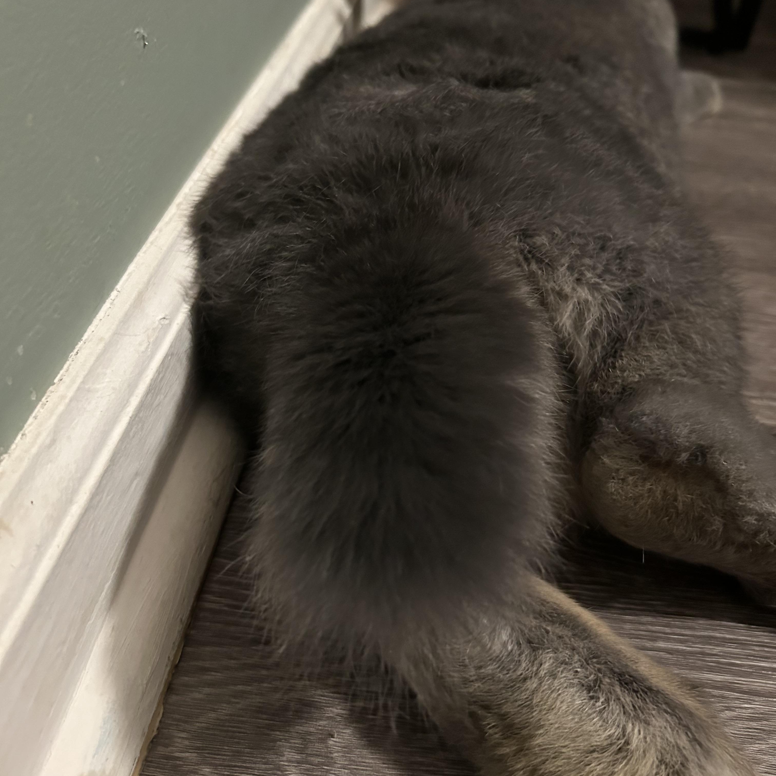 Enlarge Eleanor , an adopted Flemish Giant in Midlothian, VA image 2/4