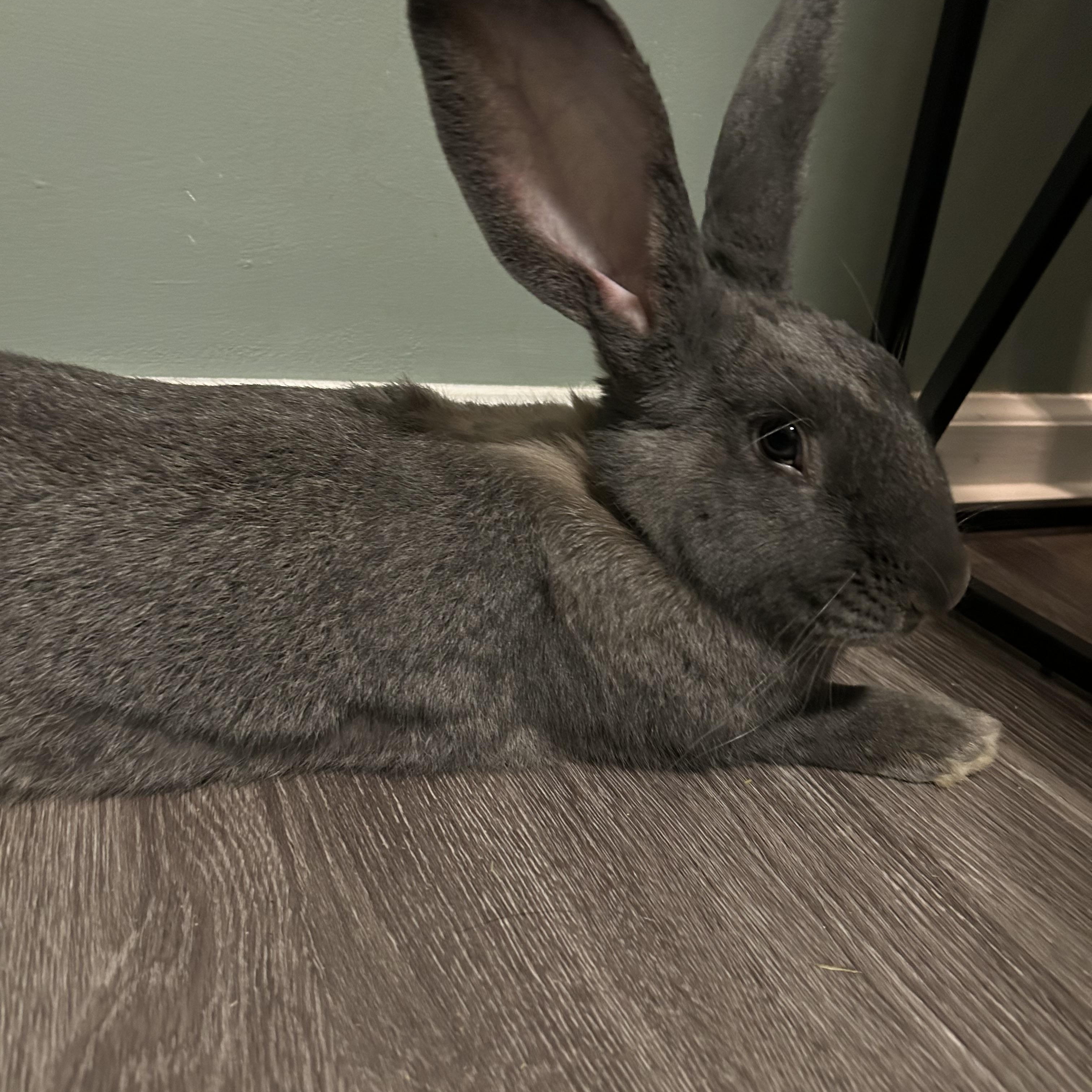 Enlarge Eleanor , an adopted Flemish Giant in Midlothian, VA image 3/4